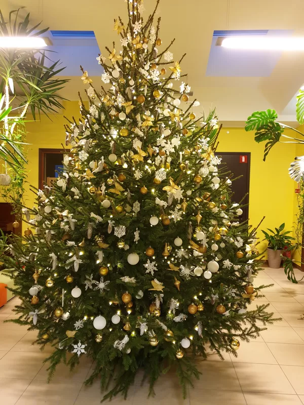 Ziemas baltā egle