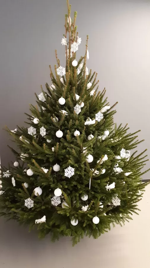 Baltā ziemas egle